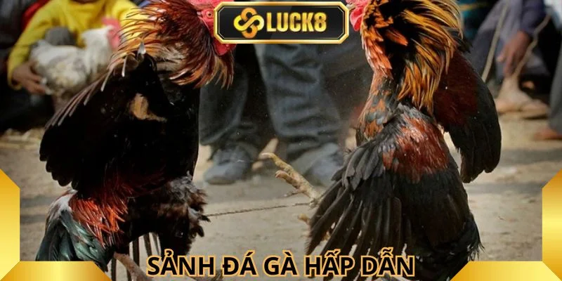 sanh-da-ga-hap-dan-da-dang-tran-dau