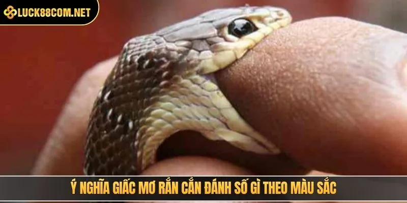 Ý nghĩa giấc mơ rắn cắn đánh số gì theo màu sắc